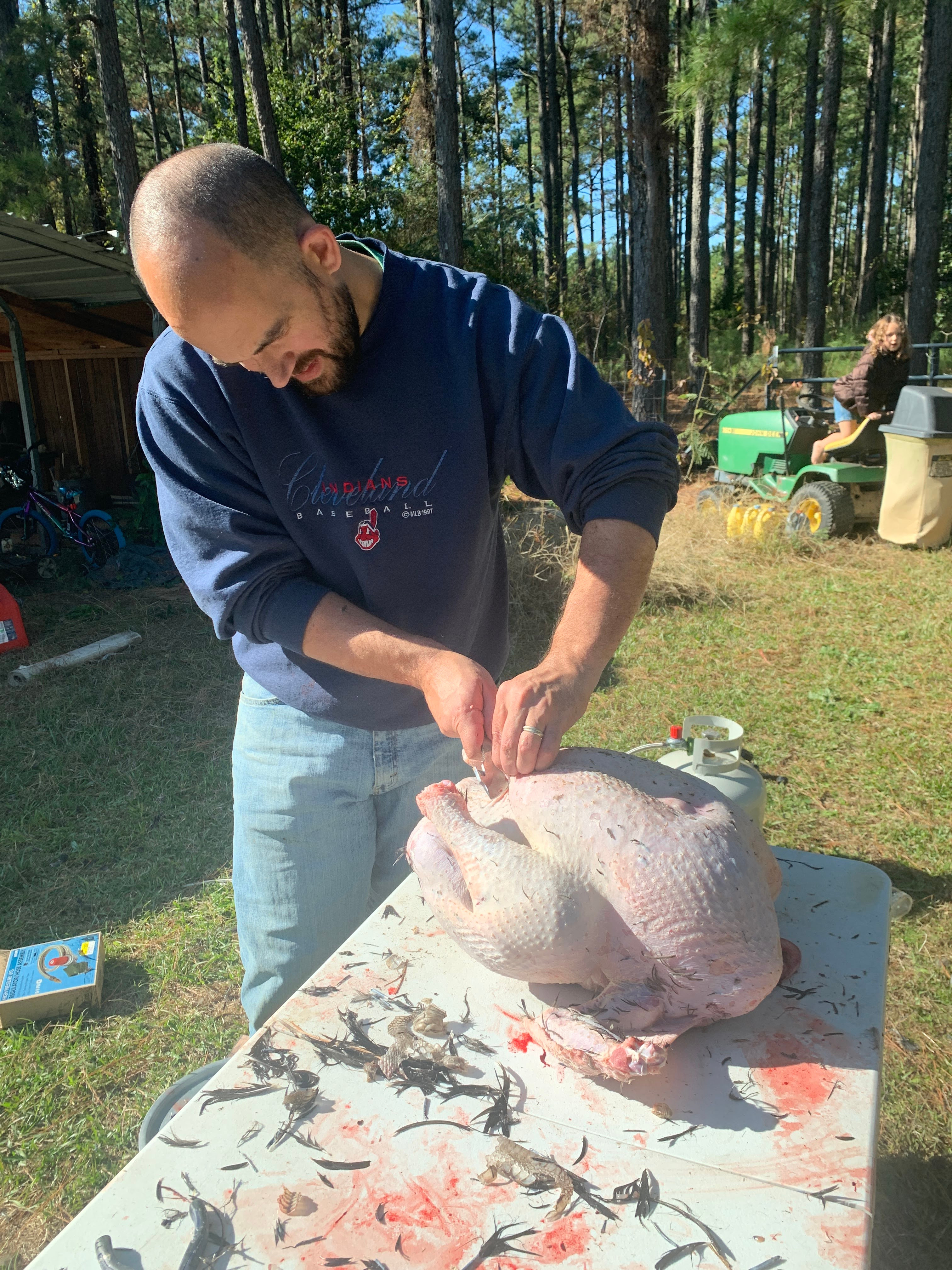 turkeys